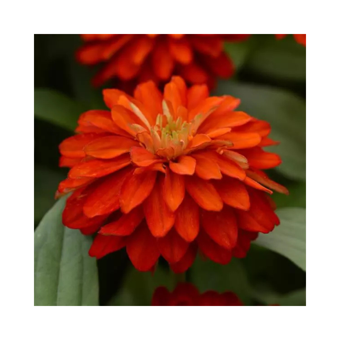 Zinnia Double Zahara Fire Seeds - PanAmerican | Buy Online Now