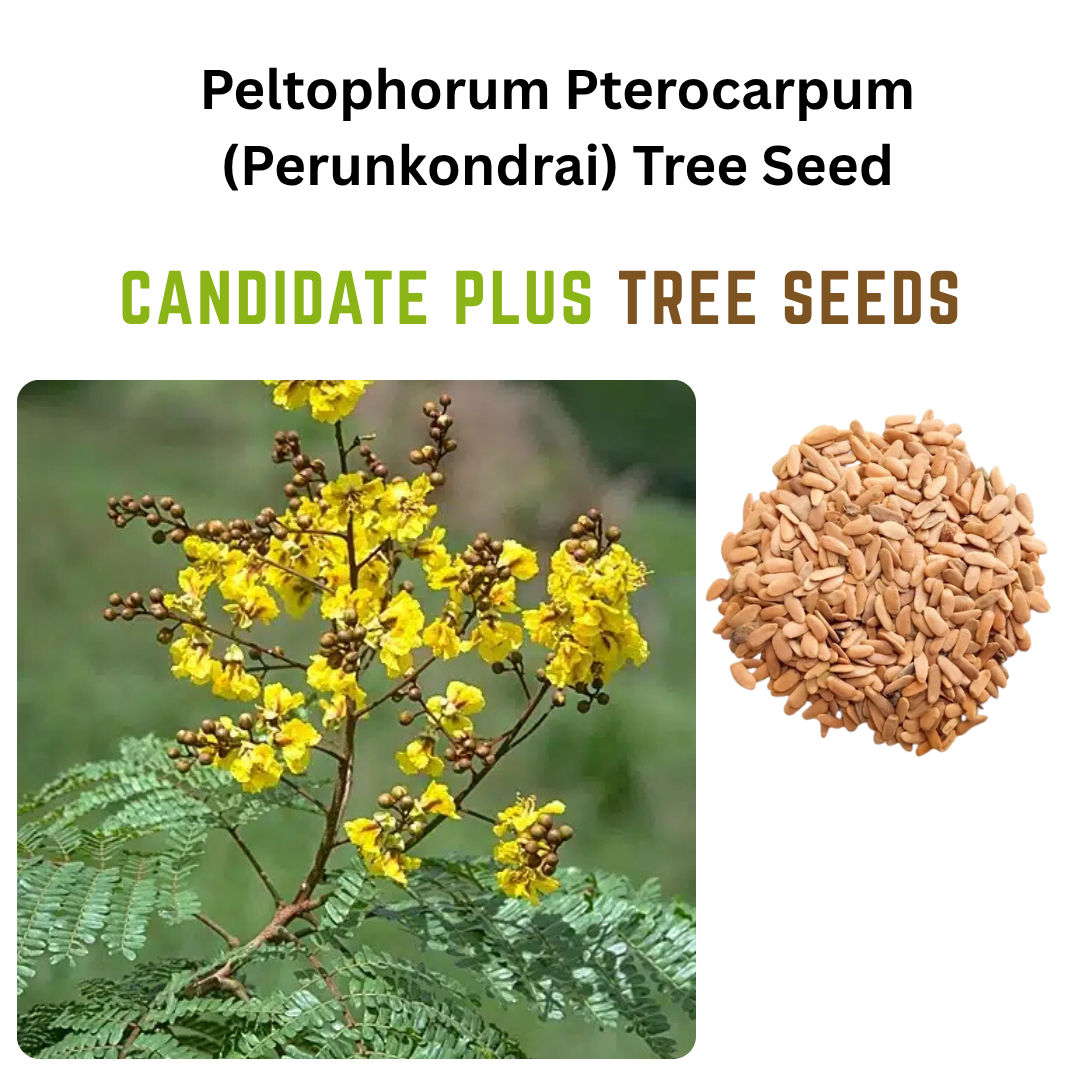 Peltophorum Pterocarpum (Perunkondrai) Tree Seeds | Buy Online Now