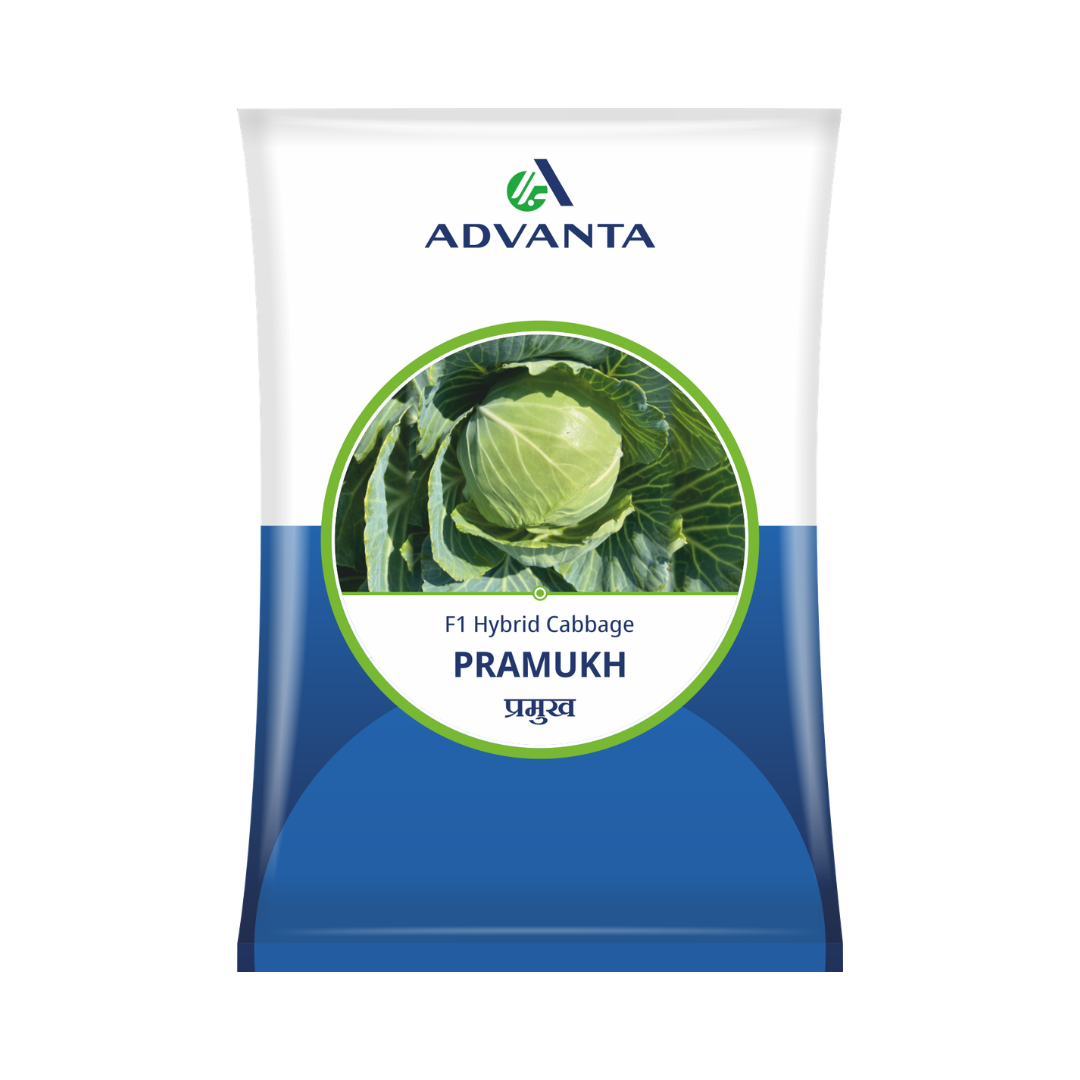 Pramukh Cabbage Seeds - Advanta | F1 Hybrid | Buy Online at Best Price