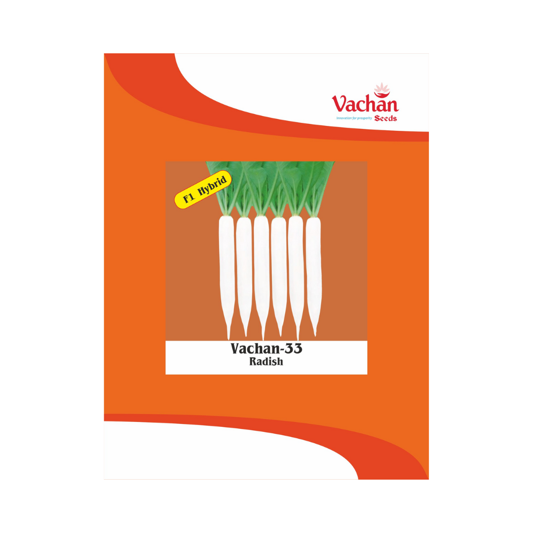 Vachan-33 Radish Seeds - Vachan | F1 Hybrid | Buy Online Now - DesiKheti