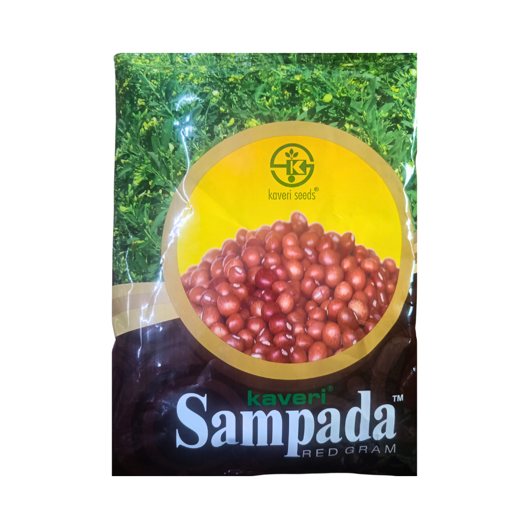 Sampada Red Gram Seeds - Kaveri Seeds | F1 Hybrid | Buy Online Now