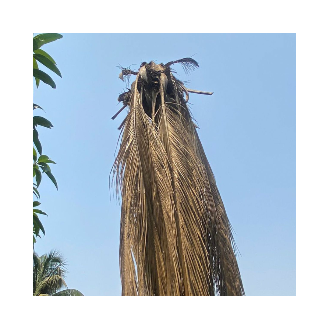 Red Palm Lure for Red palm weevil - Green Revolution | Buy Online Now