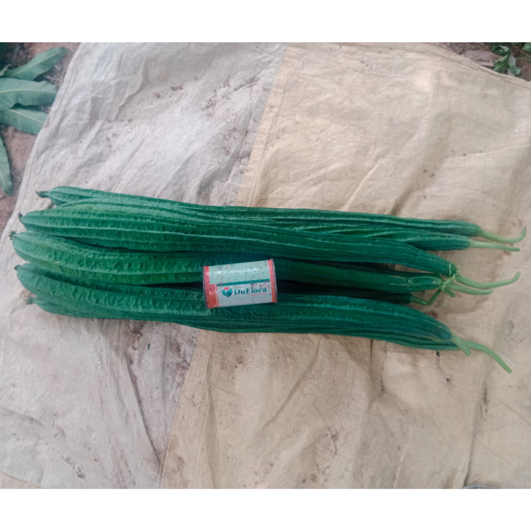 DF Indu Gold Ridge Gourd Seeds - DuFlora | F1 Hybrid | Buy Online Now