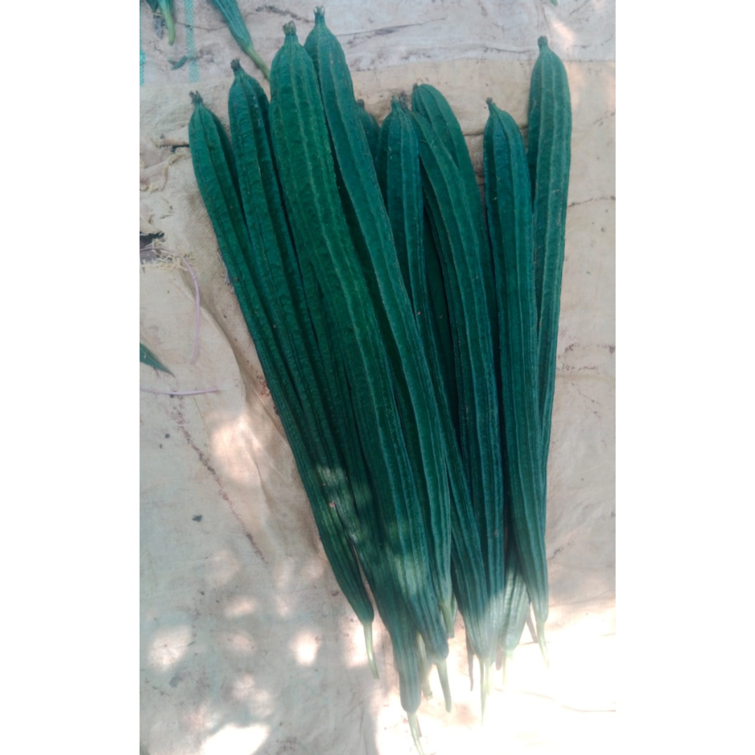 DF Indu Gold Ridge Gourd Seeds - DuFlora | F1 Hybrid | Buy Online Now