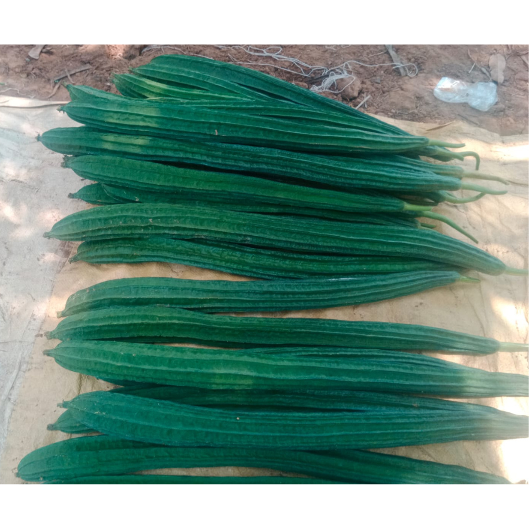 DF Indu Gold Ridge Gourd Seeds - DuFlora | F1 Hybrid | Buy Online Now