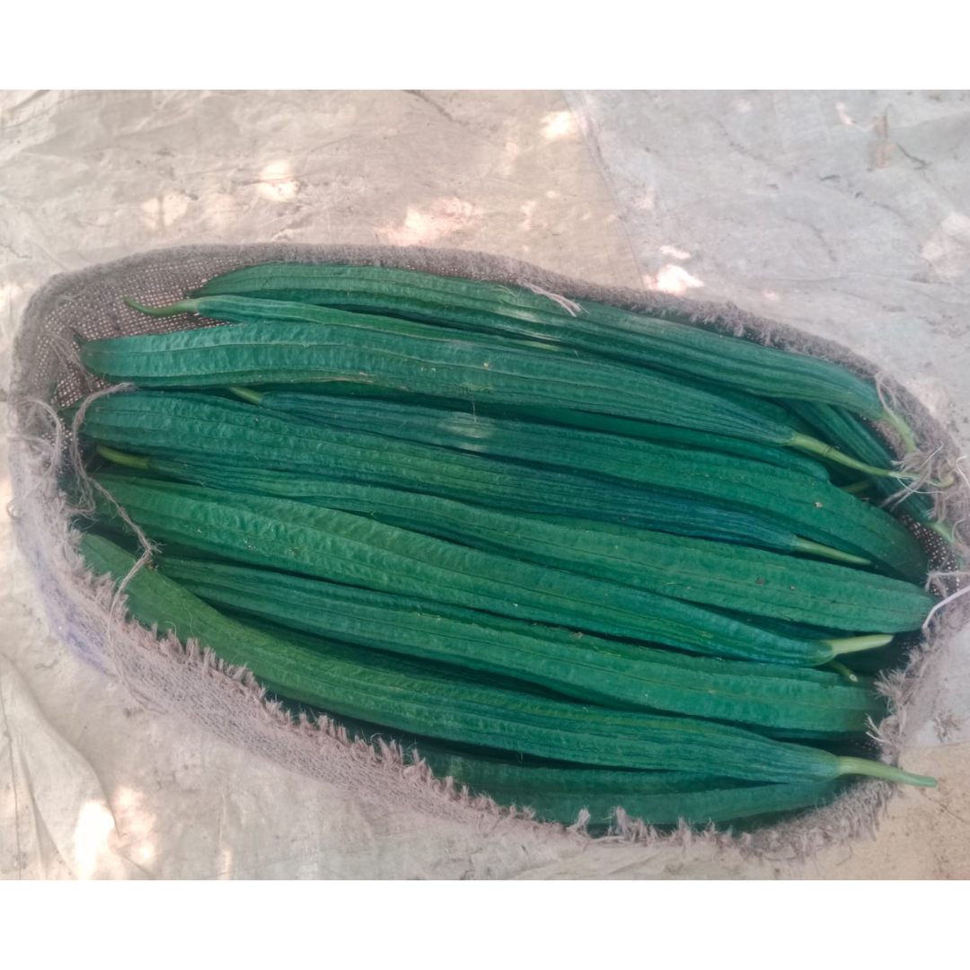 DF Indu Gold Ridge Gourd Seeds - DuFlora | F1 Hybrid | Buy Online Now