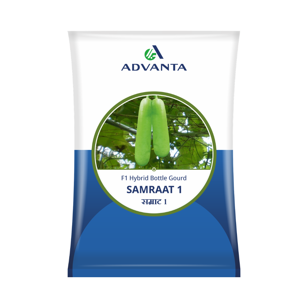 Samraat 1 Bottle Gourd Seeds - Advanta | F1 Hybrid | Buy Online Now
