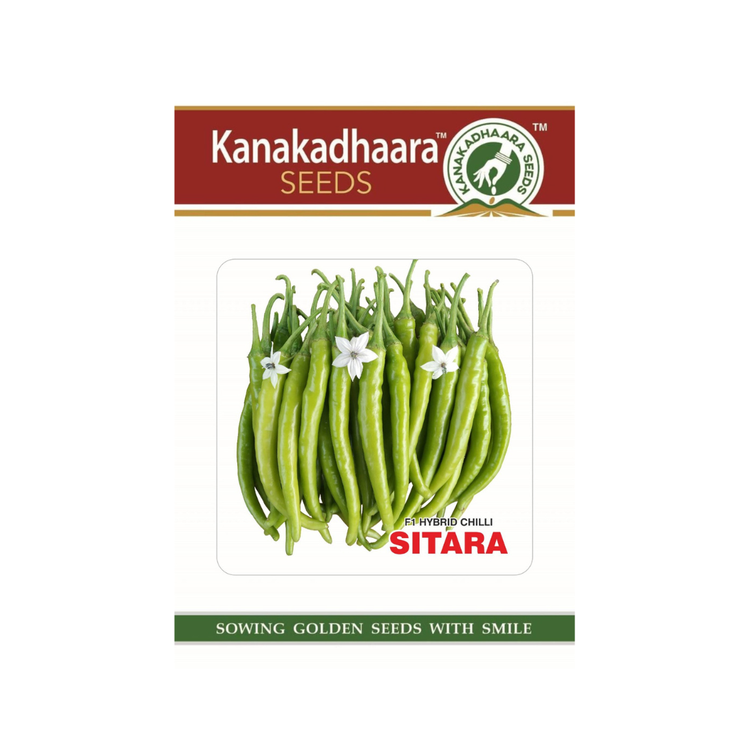 Sitara Chilli Seeds - Kanakadhaara Seeds | F1 Hybrid | Buy Online Now
