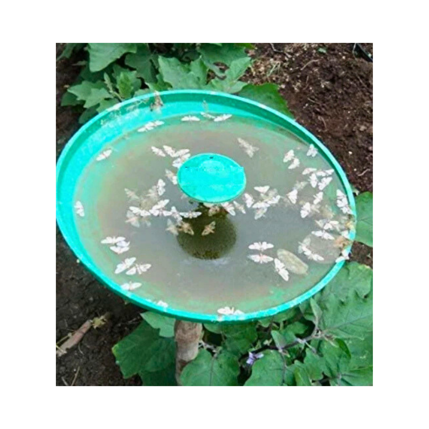 SK Agrotech Water Trap Brinjal Shoot & Fruit Borer Pheromone Lure