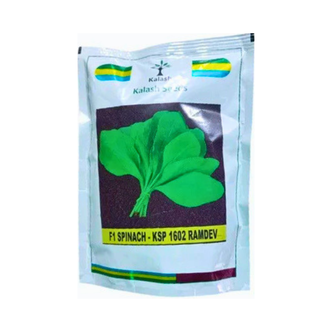 KSP 1602 Ramdev Spinach Seeds - Kalash | F1 Hybrid | Buy Online at Best Price