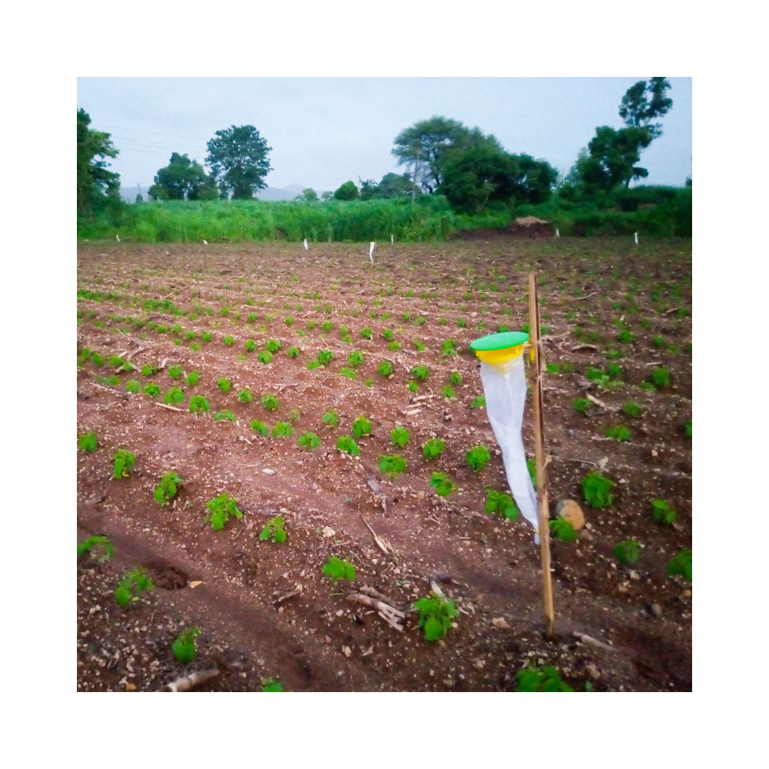 Spod-O Lure Spodoptera Litura (Pack of 10) - Green Revolution | Buy Now