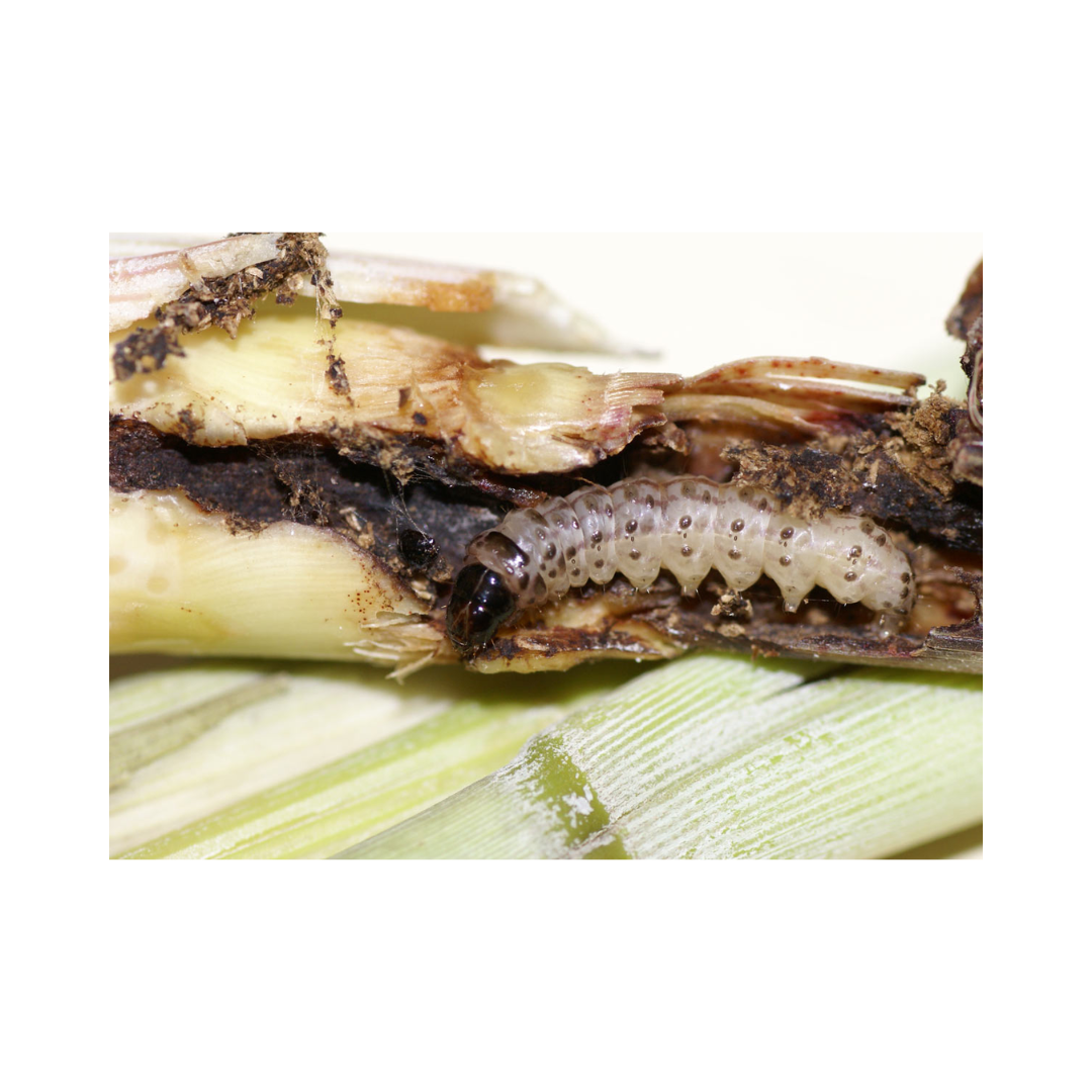 Sugarcane Esb Lure Chilo Infuscatellus (Pack of 10) - Green Revolution