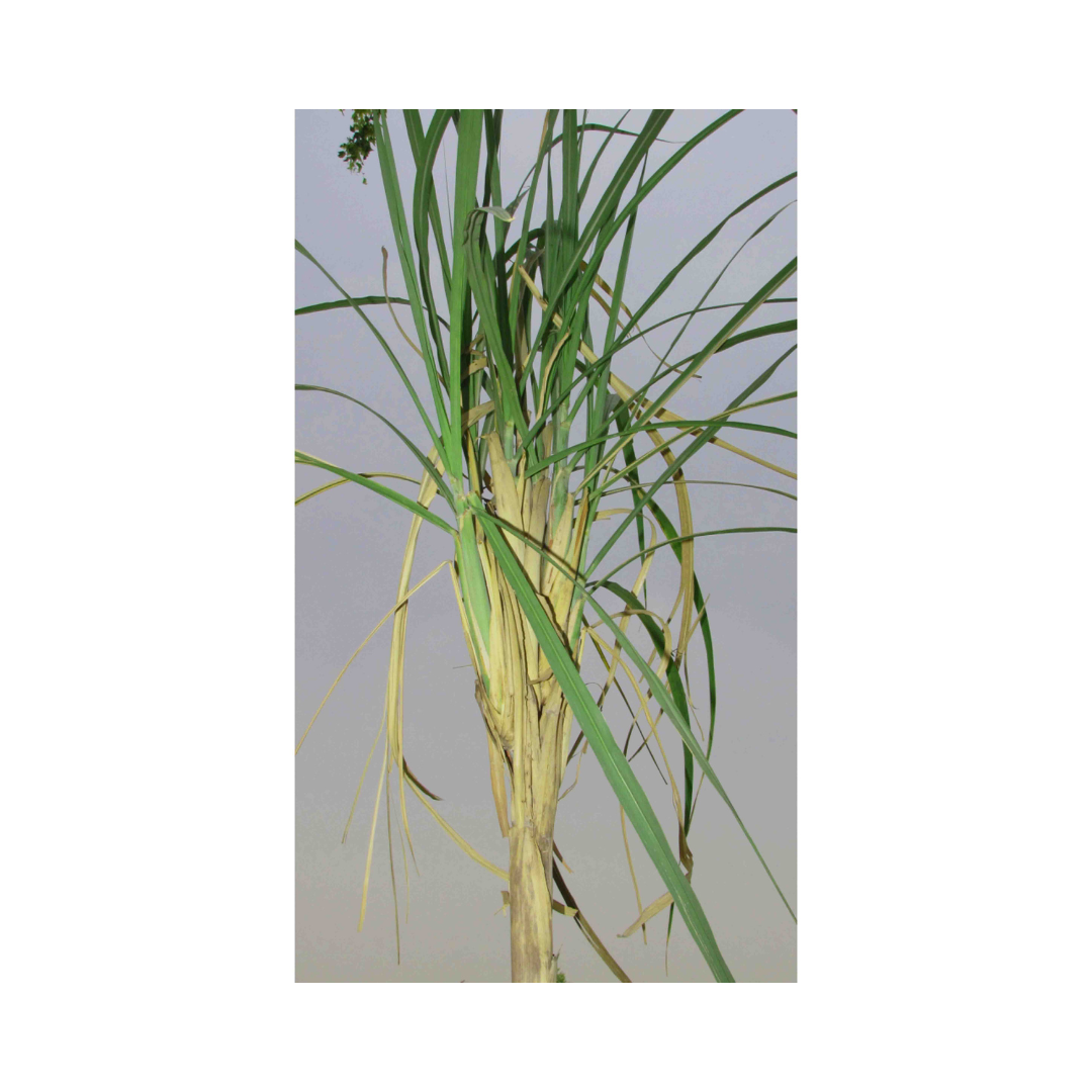 Sugarcane Top-B Lure Scripophaga Nivella (Pack of 10) - Green Revolution