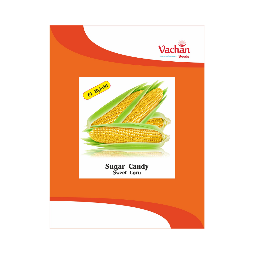 Sugar Candy Sweet Corn Seeds - Vachan Seeds | F1 Hybrid | Buy Online at Best Price
