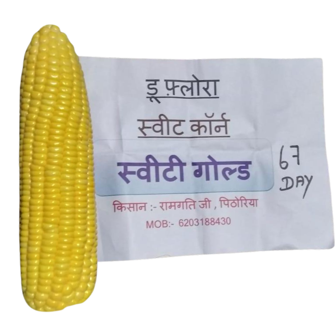 DF Sweety Gold Sweet Corn Seeds - DuFlora | F1 Hybrid | Buy Online Now