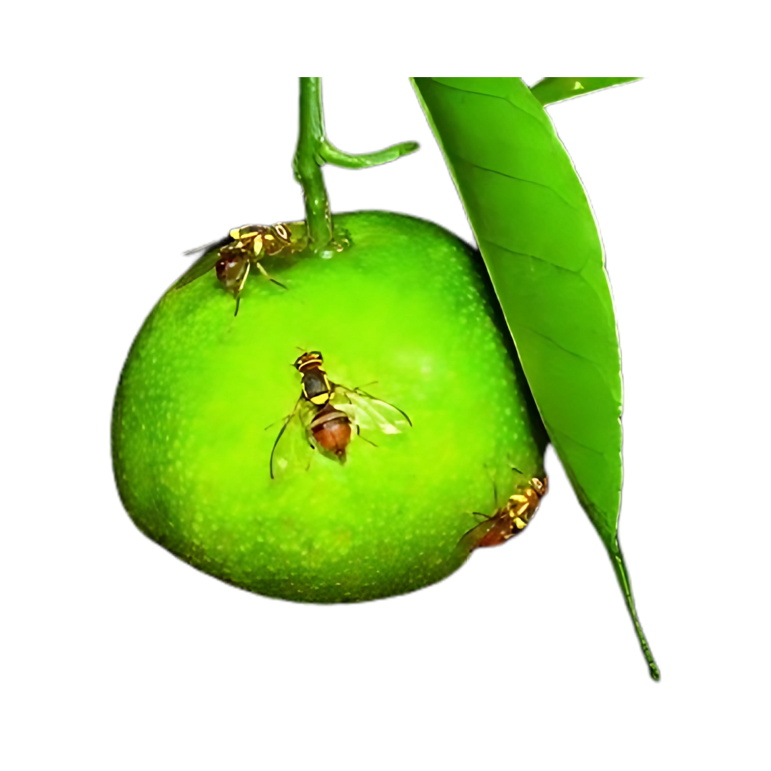 SK Agrotech Bactrocera Dorsailas - Fruit Fly Pheromone Lure | Buy Now