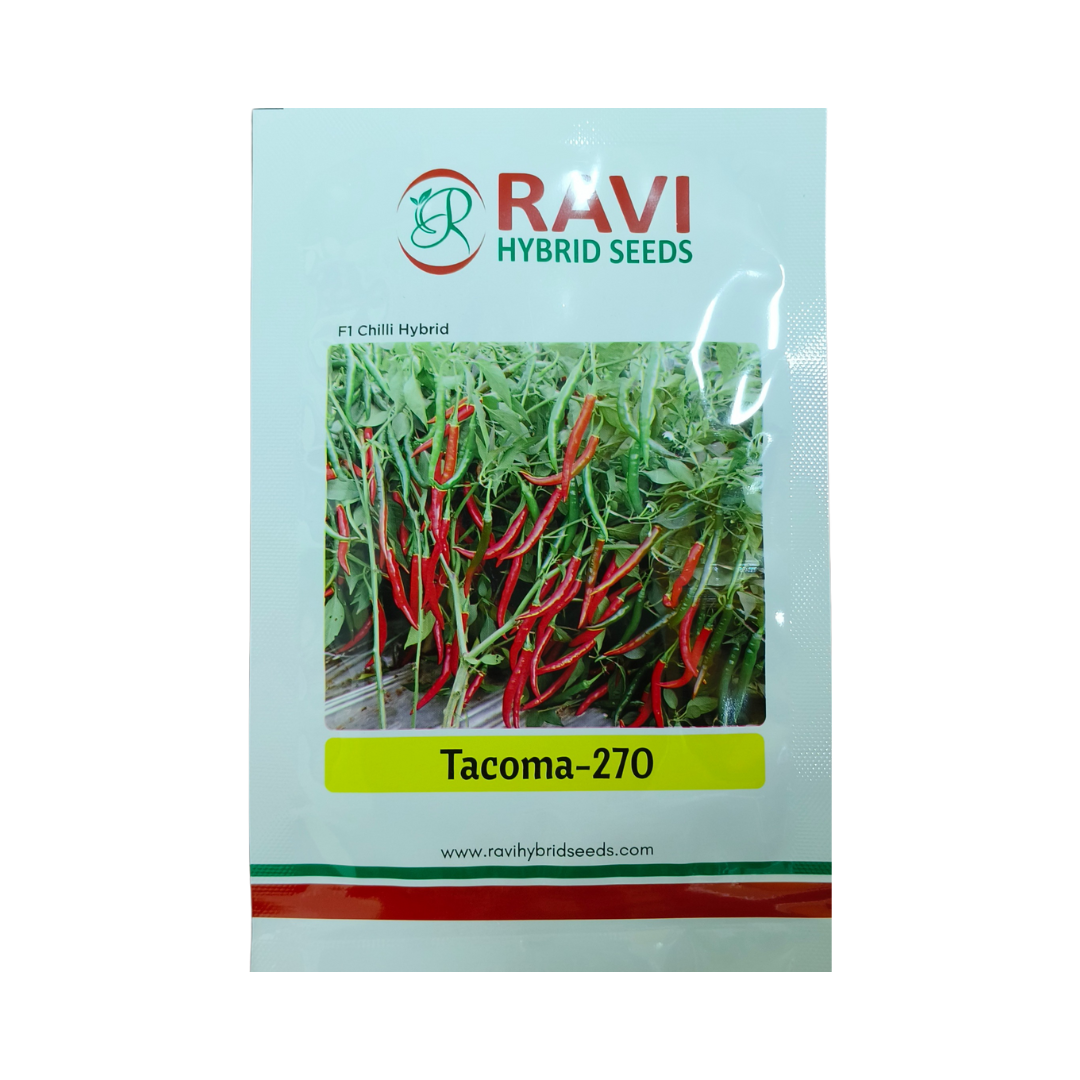 Tacoma-270 Chilli Seeds - Ravi Hybrid Seeds | F1 Hybrid | Buy Online