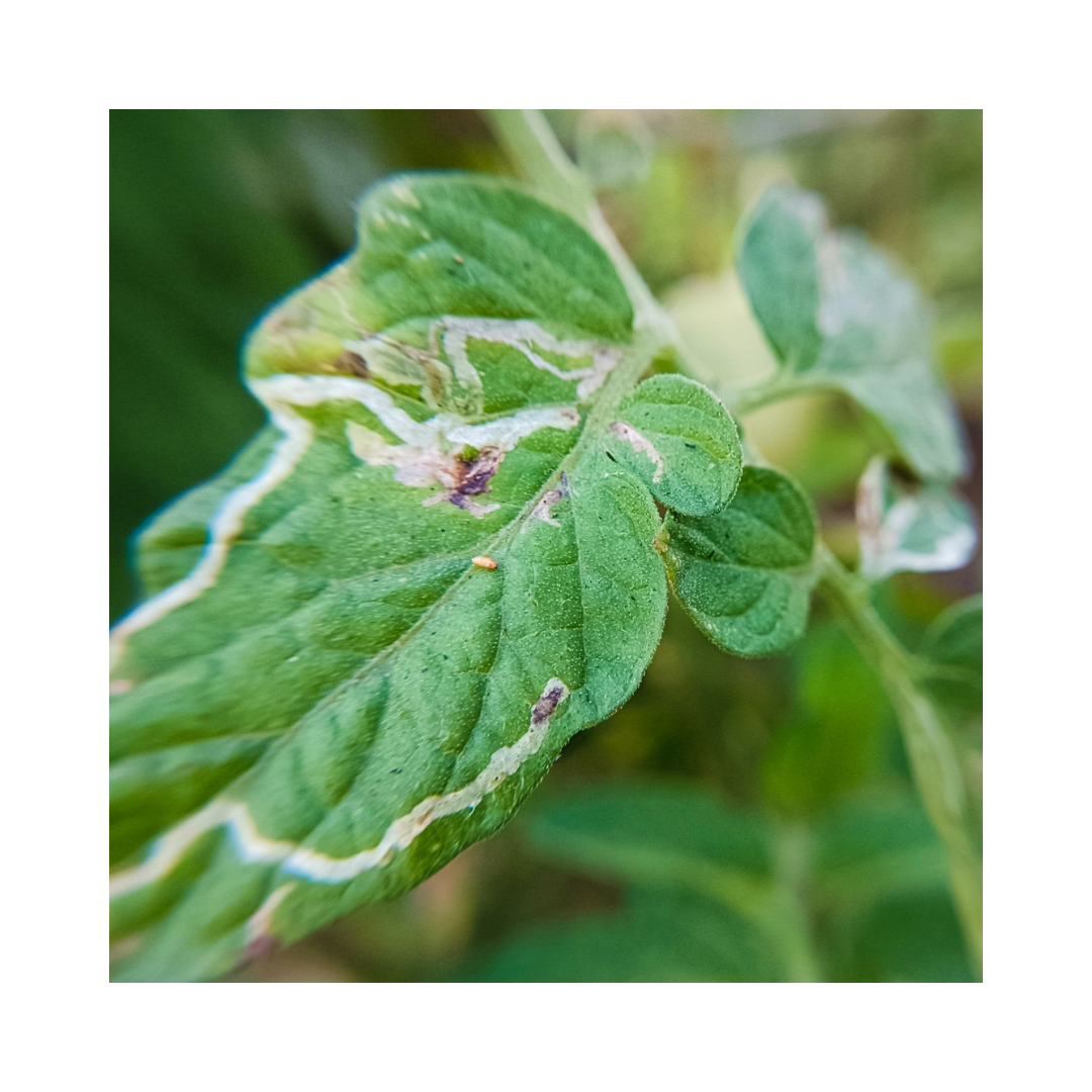 Tu Tom Lure Tuta Absoluta (Pack of 10) - Green Revolution | Buy Now