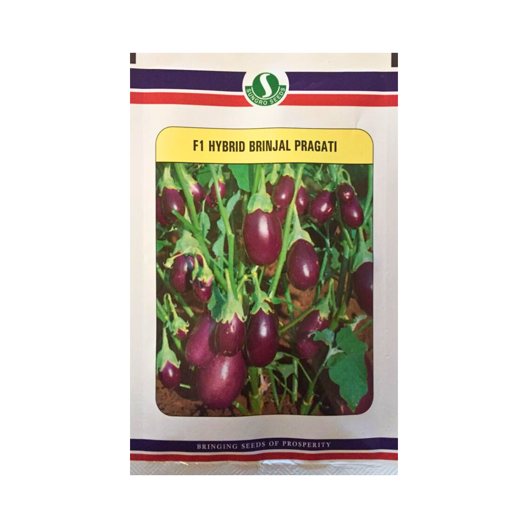 Pragati Brinjal Seeds - Sungro | F1 Hybrid | Buy Online at Best Price