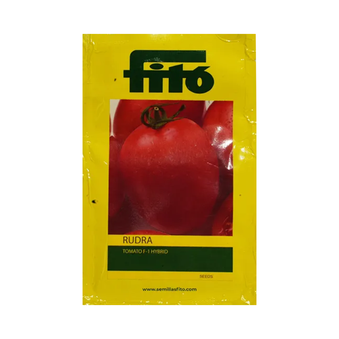 Rudra Tomato Seeds - Fito | F1 Hybrid | Buy Online at Best Price