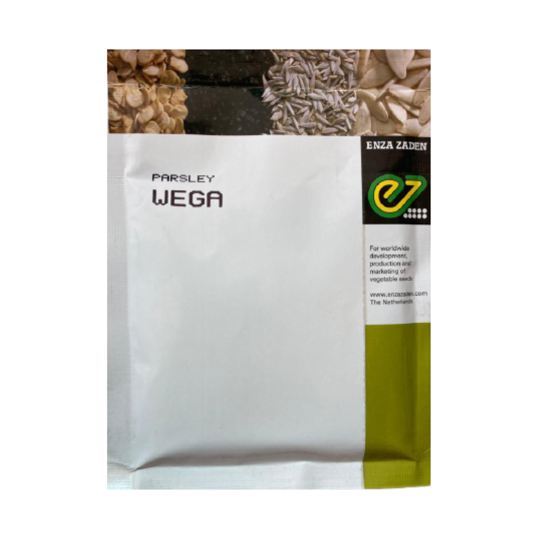 Wega Parsley Seeds - Enza Zaden | F1 Hybrid | Buy Online at Best Price