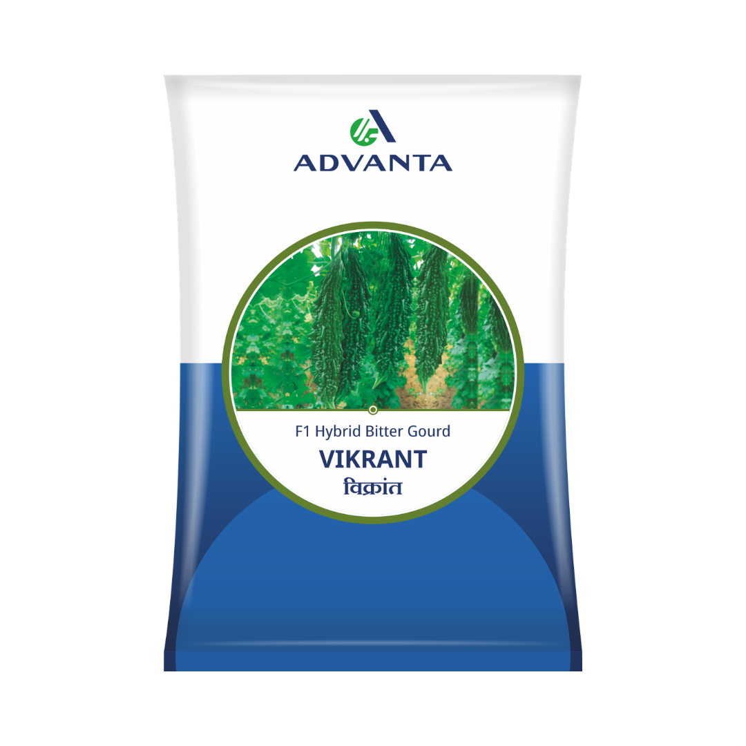 Vikrant Bitter Gourd Seeds - Advanta | F1 Hybrid | Buy Online Now