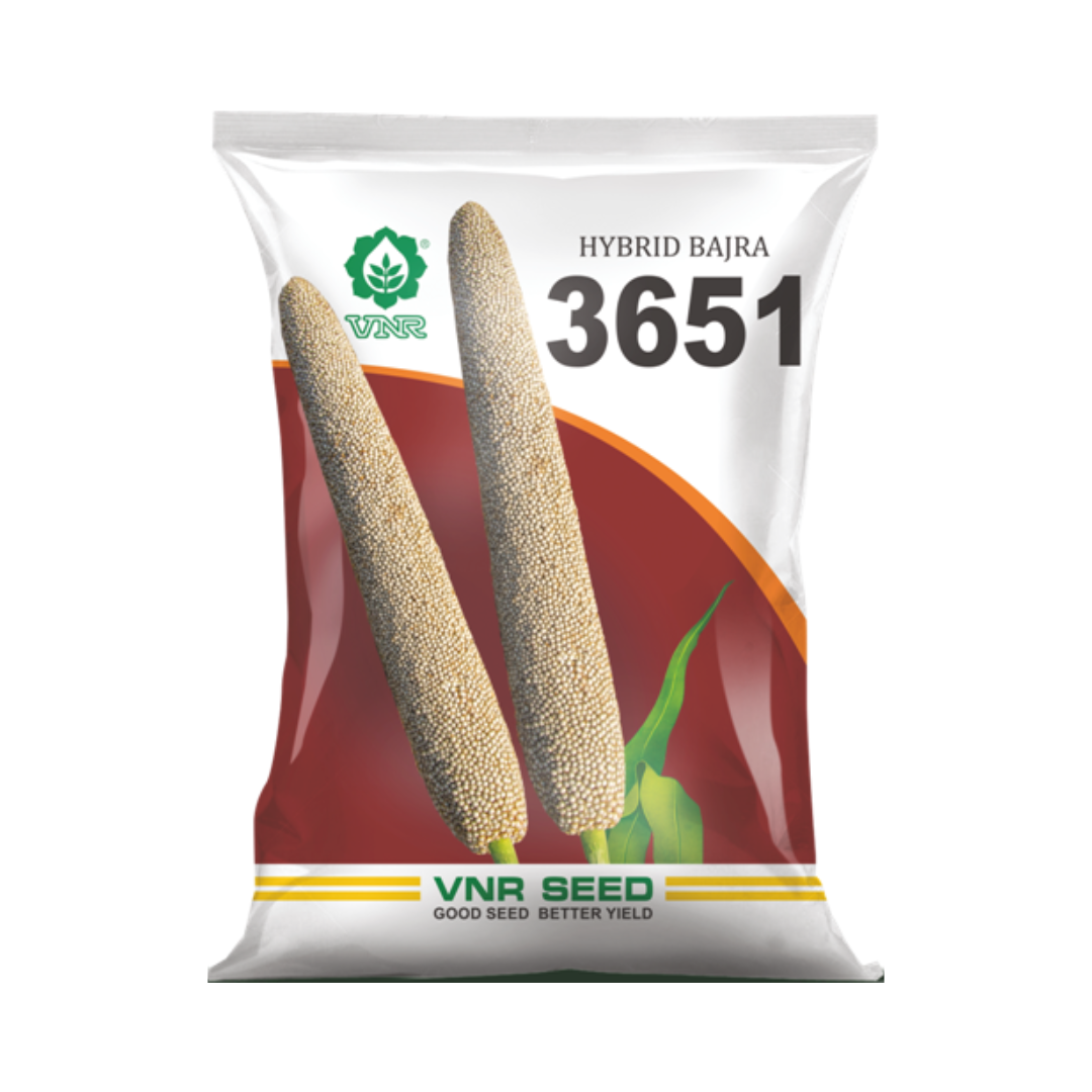 VNR 3651 Bajra Seeds | F1 Hybrid | Buy Online at Best Price - DesiKheti