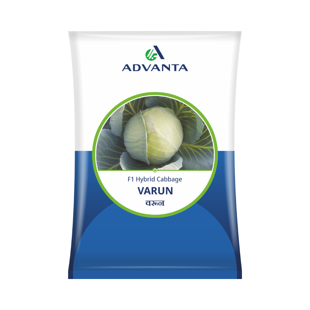 Varun Cabbage Seeds - Advanta | F1 Hybrid | Buy Online at Best Price