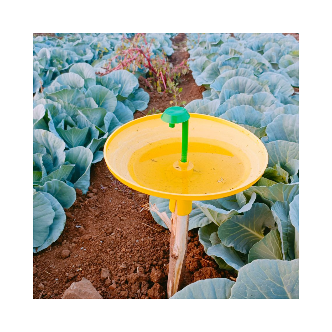 Water Trap - For Tomato & Brinjal (Pack of 10) - Green Revolution