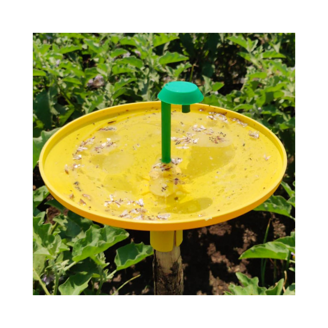 Water Trap With Brinjal Lure - Green Revolution | Buy Online Now