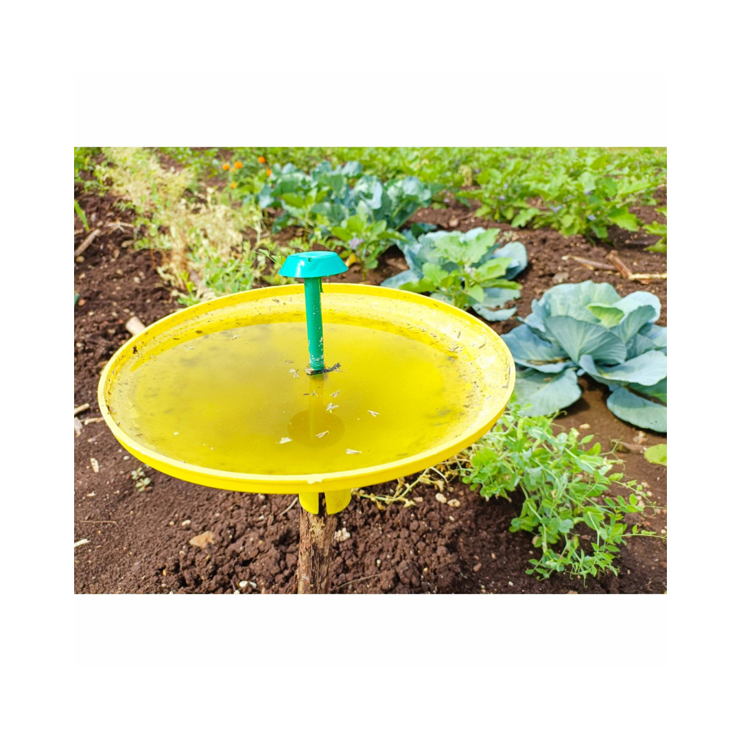 Water Trap With DBM Lure - Green Revolution | Buy Online Now