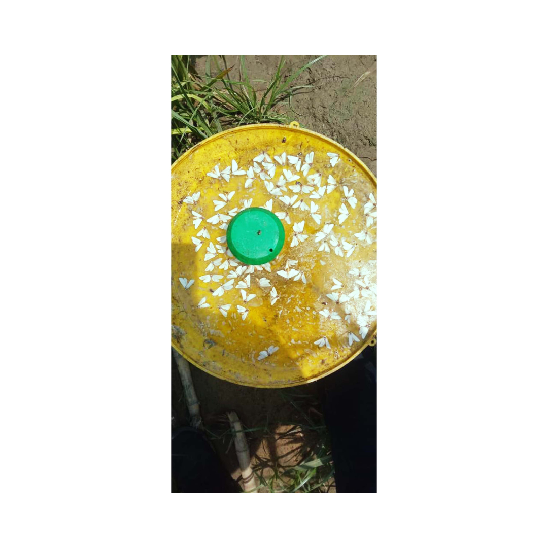 Water Trap With Sugarcane Top-B Lure - Green Revolution | Buy Online