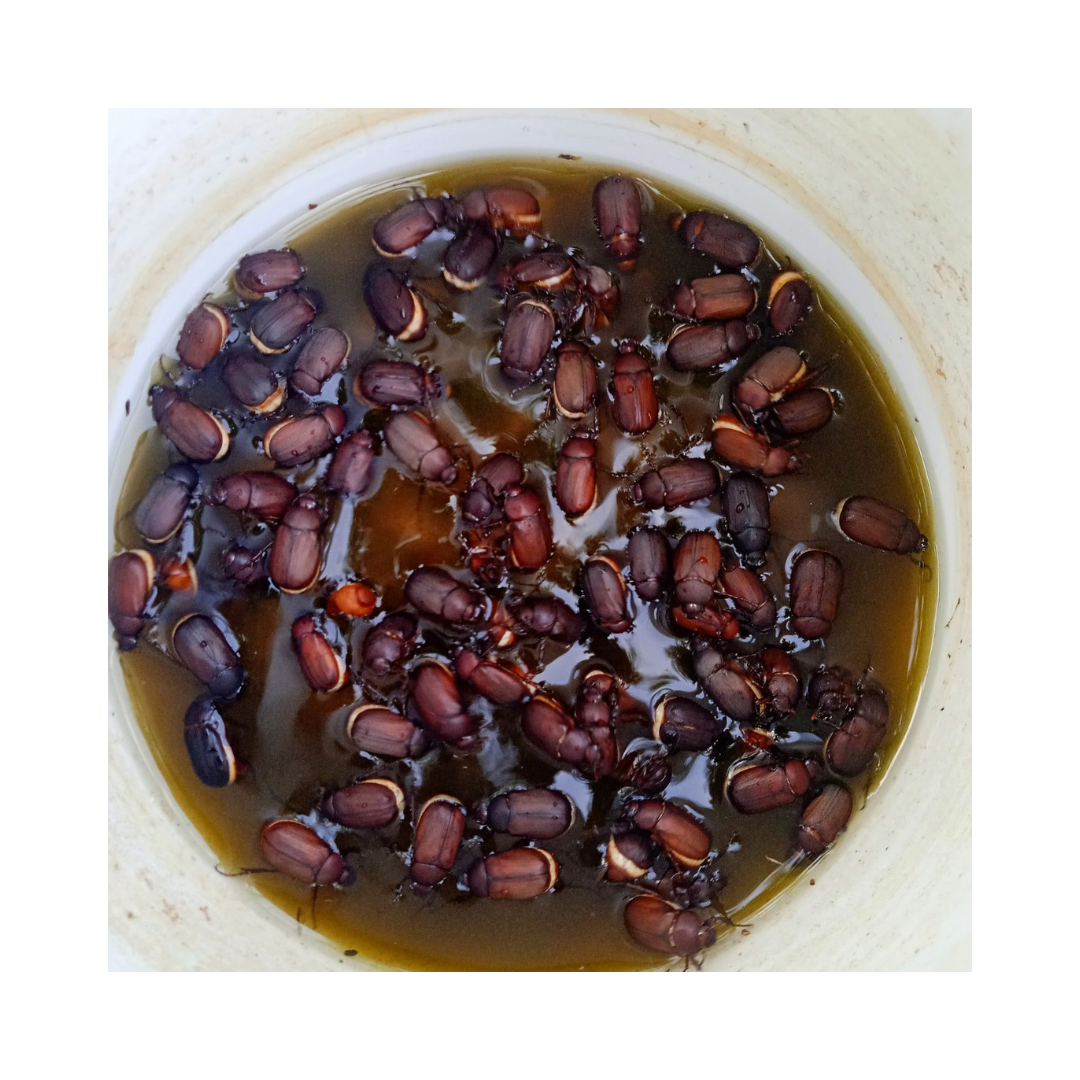 White Grub Lure H. Serrata H Consungunia (pack of 10) - Green Revolution