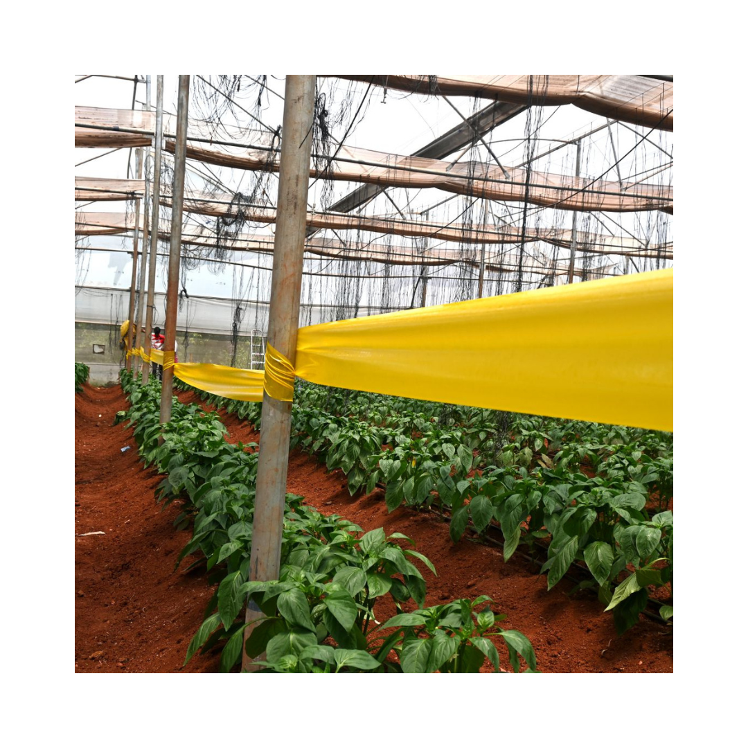 Yellow Sticky Rolls - Green Revolution | Buy Online Now - DesiKheti