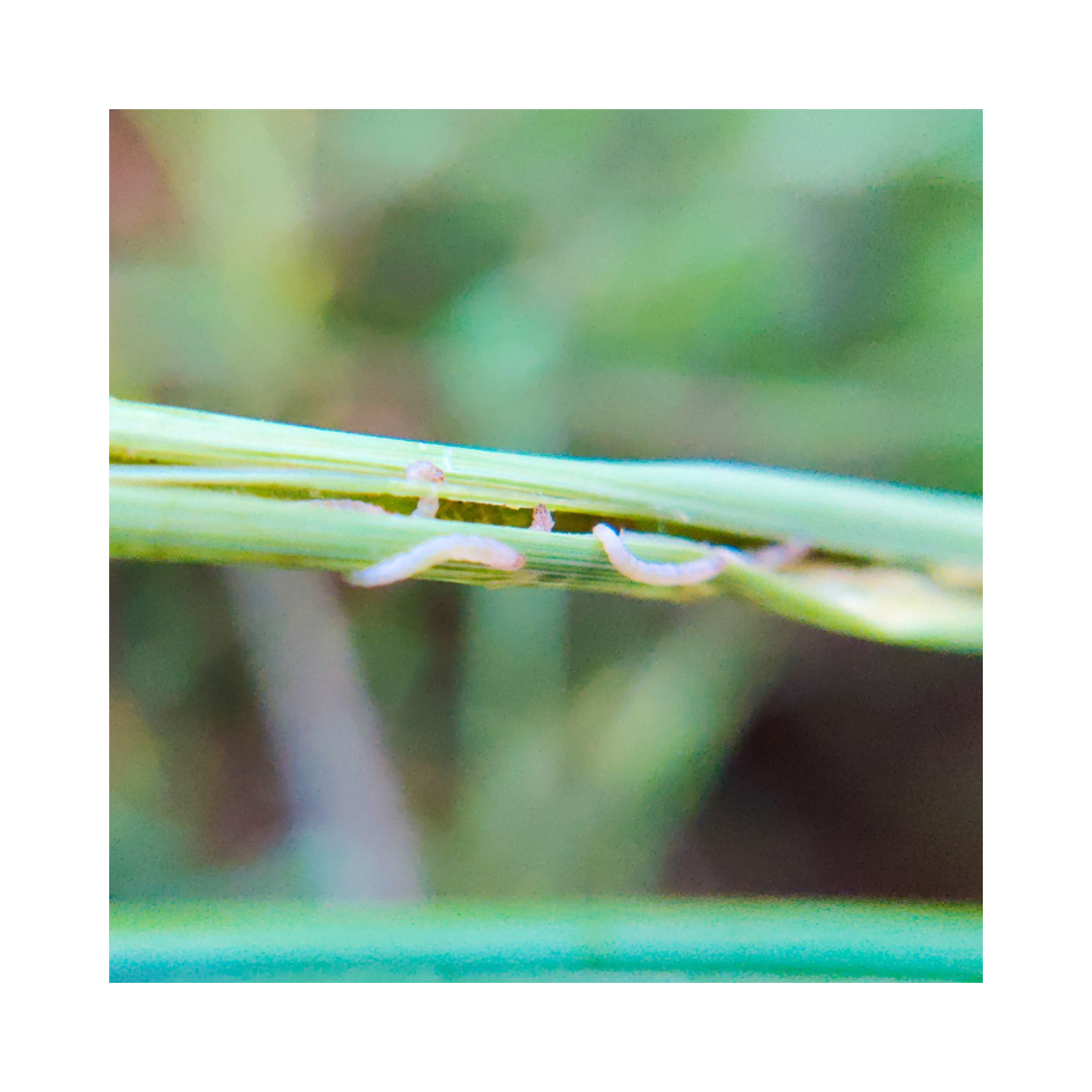 YSB Lure Scripophaga Incertulas (Pack of 10) - Green Revolution