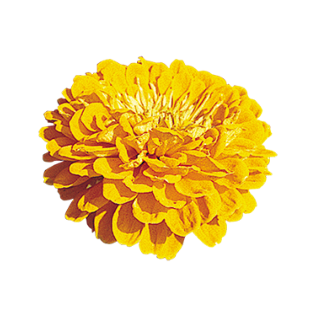 Zinnia Elegans Benary's Giant Golden Yellow Seeds - Benary | Buy Now