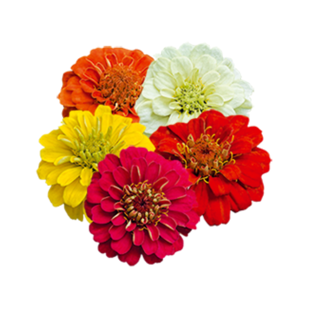 Zinnia Elegans Zinnita Mix Seeds - Benary | Buy Online Now - DesiKheti