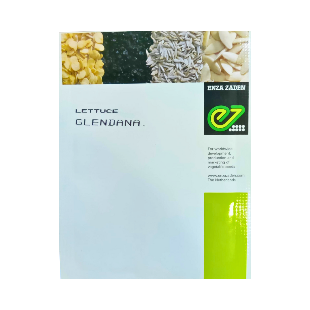 Glendana Iceberg Lettuce Seeds - Enza Zaden | F1 Hybrid | Buy Online