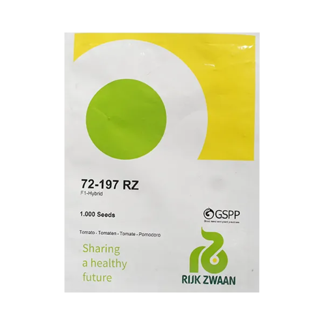 72197 RZ Cherry Tomato Seeds Rijk Zwaan F1 Hybrid Buy Online