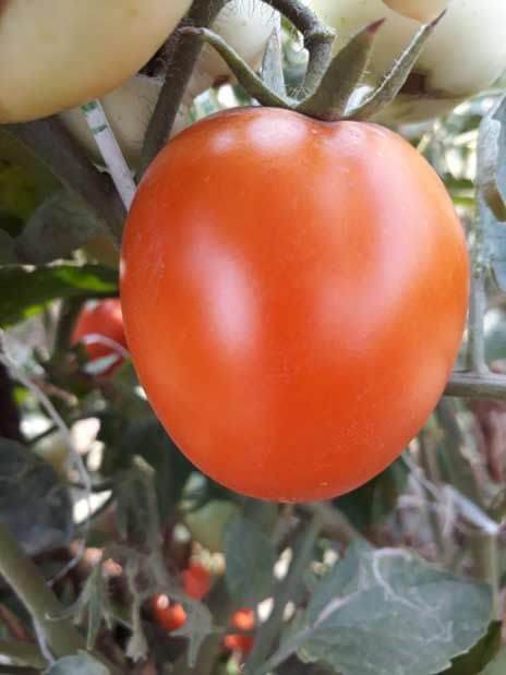 Pan 1263 Tomato Seeds | F1 Hybrid | Buy Online at Best Price