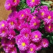 Sarpan Ast - 2 Aster Seeds | F1 Hybrid | Buy Online at Best Price