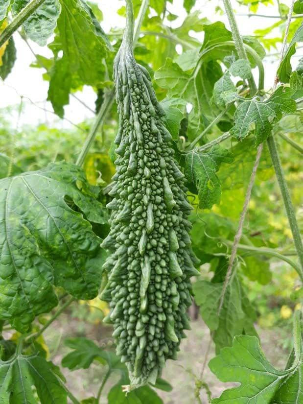 Pan 1983 Bitter Gourd Seeds | F1 Hybrid | Buy Online at Best Price