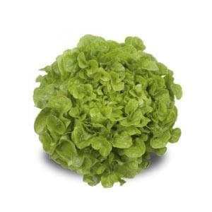 Kristine RZ Oak Lettuce Seeds - Rijk Zwaan | F1 Hybrid | Buy Online