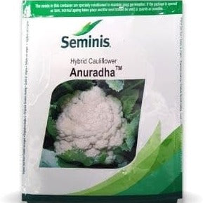 Anuradha Cauliflower Seeds - Seminis | F1 Hybrid | Buy Online Now