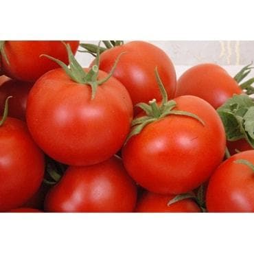 BSS 1004 Tomato - Kalash | F1 Hybrid | Buy Online at Best Price