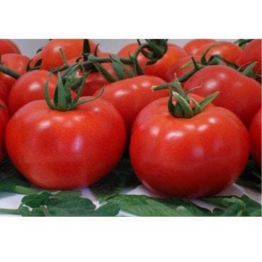 BSS 1006 (Yuvraj) Tomato - Kalash | F1 Hybrid | Buy Online at Best Price
