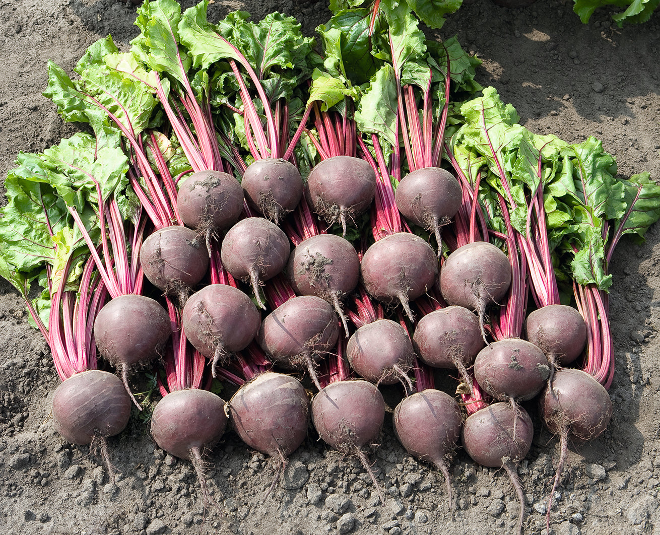 Boro Beetroot Seeds - Bejo | F1 Hybrid | Buy Online at Best Price