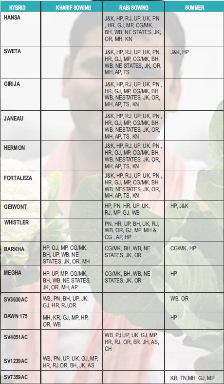 Dawn 175 Cauliflower Seeds - Seminis | F1 Hybrid | Buy Online Now