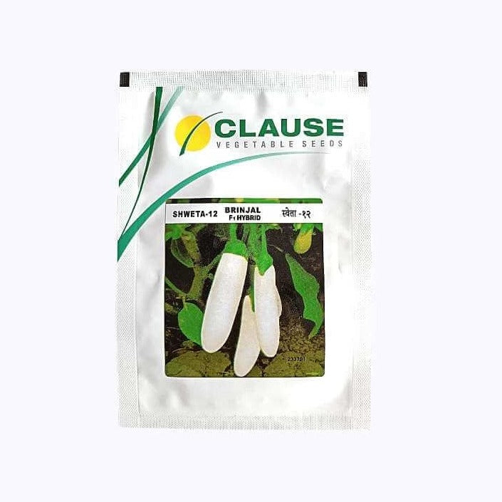 Shweta - 12 White Brinjal Seeds | Buy Online At Best Price