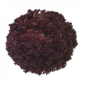 Concorde RZ Red Leafy Lettuce Seeds - Rijk Zwaan | F1 Hybrid | Buy Online at Best Price